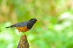 Black-breasted Thrush Bird Stock Photo