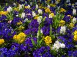 Colourful Bed Of Flowers In East Grinstead Stock Photo