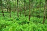 Rubber Trees Stock Photo