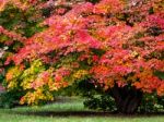 Japanese Maple (acer Palmatum) In Autumn Colours Stock Photo