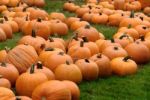 Pumpkin Patch Stock Photo