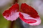 Red Leaves Mahonia Stock Photo