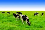 Cows On A Green Field And Blue Sky Stock Photo