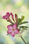 Pink Desert Rose Or Impala Lily Tropical Flower Stock Photo