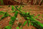 Green Moss Coats A Deadfall In Scottish Conifer Forest Stock Photo