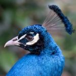 Peacock (pavo Cristatus) Stock Photo