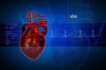 Human Heart Stock Photo