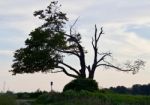 Beautiful Image Of An Amazing Old Trees Stock Photo