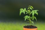 Young Siamese Neem Sprout Seed On Plant Pot Stock Photo