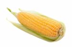 Corn Isolated On White Background Stock Photo