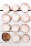 Several Clam Shells Isolated Stock Photo