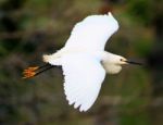 Egret Stock Photo