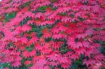 Maple In Autumn In Korea Stock Photo