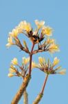 Yellow Frangipani Flower Stock Photo