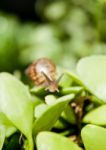 Snail Crawling On Leaves Stock Photo