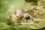 Peaking Head Of A Adanson Mud Turtle (pelusios Adansonii) Stock Photo