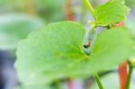 Yong Melon Seeding Damage By Insect Stock Photo