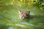 Orange Jaguar Swimming Stock Photo