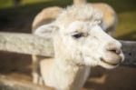 Alpacas In A Field Stock Photo