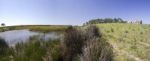 Small Patch Of Trees And Pond Stock Photo