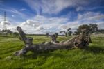 Spring Countryside Landscape Stock Photo