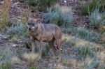 The Iberian Wolf Stock Photo