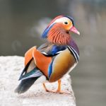 Male Mandarin Duck Stock Photo