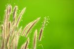 Grass Flower Stock Photo