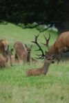 Deer Family Stock Photo