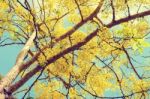 Yellow Flowers On Tree In Vintage Style Stock Photo