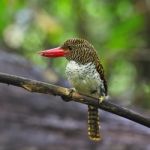 Female Banded Kingfisher Stock Photo