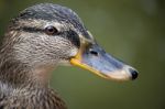 Wild Duck Stock Photo