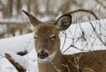 Beautiful Portrait Of A Sleepy Funny Wild Deer In The Snowy Forest Stock Photo