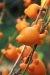 Nipple Fruit(titty Fruit , Cow's Udder) On A Tree Branch Stock Photo