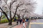 Seoul,korea - April 7 : Seoul Cherry Blossom Festival In Korea.tourists Taking Photos Of The Beautiful Scenery Around Seoul,korea On April 7,2015 Stock Photo