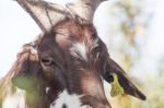 Head Of Brown Goat Stock Photo