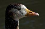 Brown  Duck Whit Black  Eye Stock Photo