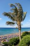 Coconut Palm (cocos Nucifera) Tree In Lanzarote Stock Photo