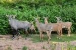 Nilgai Stock Photo