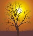 Walnut Tree Sunset Stock Photo