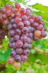 Wine Grapes Stock Photo