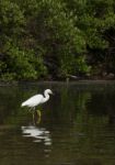 Heron Stock Photo