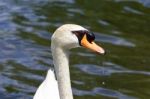 Beautiful Portrait Of The Male Mute Swan Drinking The Water Stock Photo