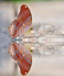 Red Butterfly Stock Photo