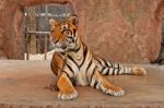 Captive Tiger Stock Photo