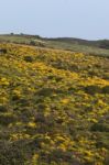 Landscape With Ulex Densus Shrubs Stock Photo