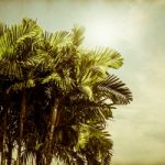 Abstract Blurred Texture Of Paper With Palm Tree And Blue Sky Stock Photo