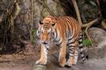 Bengal Tiger Walking On The Rock Stock Photo