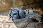 Sumatran Tiger (panthera Tigris Sumatrae) Stock Photo