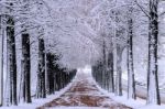 Row Of Trees In Winter With Falling Snow Stock Photo